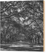 Majestic Live Oaks Wormsloe Plantation Savannah Ga Landscape Art Wood Print