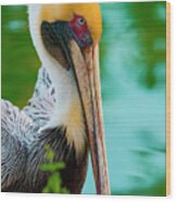 Majestic Pelican 48 Wood Print