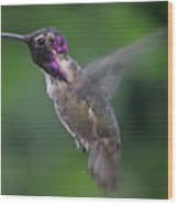 Male Anna's Hummingbird In Flight Wood Print