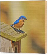 Male Blue Bird Guarding House Wood Print