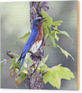 Male Bluebird Wood Print