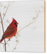 Male Cardinal Posing In The Snow Wood Print