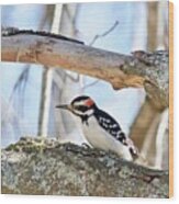 Male Downey Woodpecker 1112 Wood Print