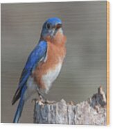 Male Eastern Bluebird Singing Dsb0288 Wood Print