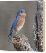 Male Eastern Bluebird Singing Dsb0290 Wood Print