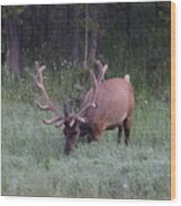 Bull Elk Rocky Mountain Np Co Wood Print