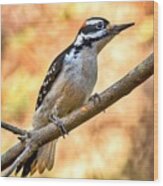 Male Hairy Woodpecker Wood Print