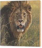 Male Lion 2 Wood Print