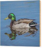 Male Mallard Duck In Water Wood Print