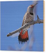 Male Red Shafted Northern Flicker Wood Print