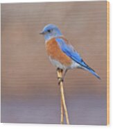 Male Western Bluebird Perched On A Stalk Wood Print