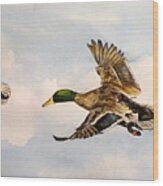 Mallard 3 In Flight Wood Print