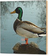 Mallard Wood Print