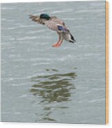 Mallard Drake Coming In For A Landing On The Ohio Wood Print
