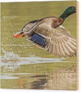 Mallard Duck 1952-112017-2cr Wood Print