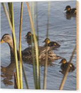 Mallard Family Wood Print