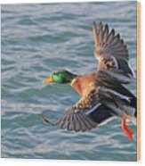 Mallard In Flight 3 Wood Print