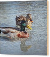 Mallard Pair I Wood Print