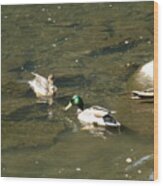 Mallards 1 Wood Print