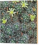 Mammillaria Wood Print