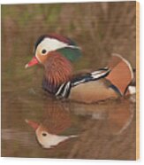 Mandarin Duck Reflection Wood Print