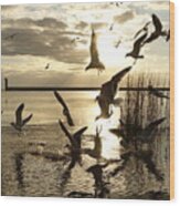 Mandeville Lakefront Seagulls Wood Print