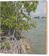 Mangroves In Chetumal Wood Print
