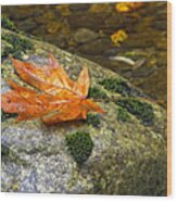 Maple Leaf On A Rock Wood Print