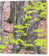 Maple Leaves And Trees Wood Print