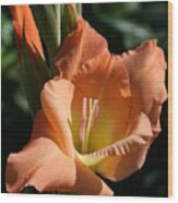 Marmalade Gladiolus Wood Print