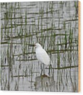 Marsh Bird 1 Wood Print