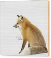 Mature Red Fox Sitting In Snowy Field In Yellowstone National Park Wood Print