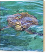 Maui Sea Turtle Wood Print