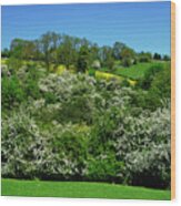 May Blossom Near Thorpe In Derbyshire Wood Print