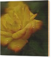 May Rose In The Rain Wood Print