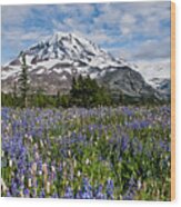 Meadow Of Lupine Near Mount Rainier Wood Print