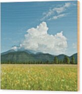 Meadow Of Sunflowers And The San Francisco Peaks Wood Print