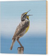 Meadowlark Singing Wood Print