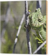 Mediterranean Chameleon Wood Print