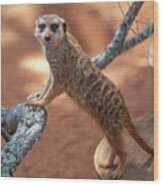 Meerkat Wood Print