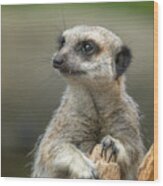 Meerkat Model Wood Print