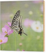 Mexican Aster With Butterfly Wood Print