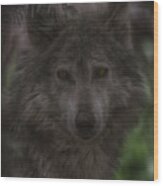 Mexican Grey Wolf Wood Print