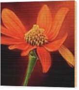 Mexican Sunflower Wood Print