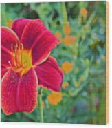 Mid August Garden Blazing Daylily 1 Wood Print