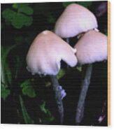 Midnight Mushrooms Wood Print