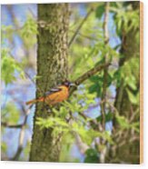 Migratory Birds - Baltimore Oriole Wood Print
