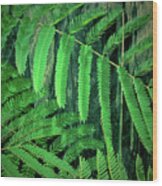 Mimosa Tree Wood Print