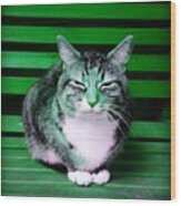 Mindful Cat In Emerald Green Wood Print