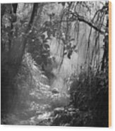 Mist In The Jungle Wood Print